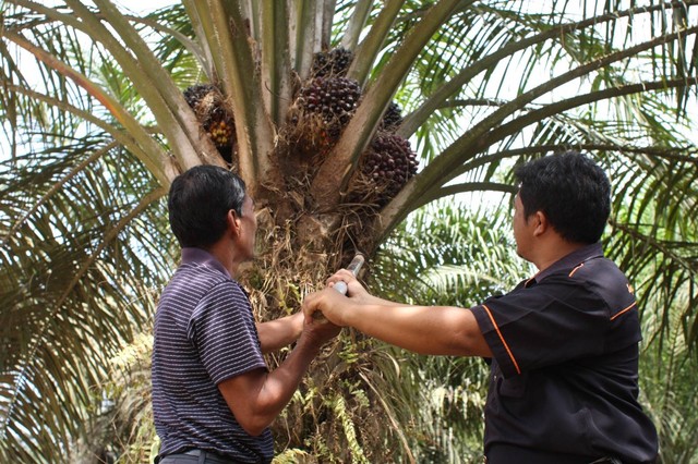 Ilustrasi memanen kelapa sawit. Foto: Dok. PTPN XIII