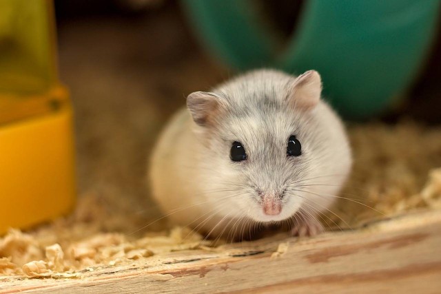 Ilustrasi Hamster (pixabay)