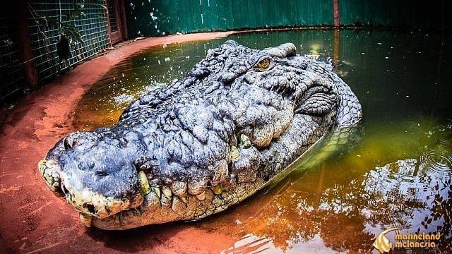 Cassius, buaya terbesar di dunia yang hidup di penangkaran Foto:  Marineland Melanesia Crocodile Habitat