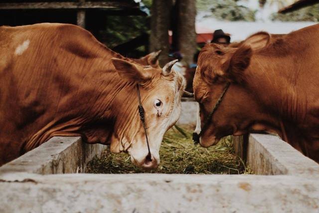 Ilustrasi sapi kurban. Foto: Unsplash/Alwi Hafizh A.