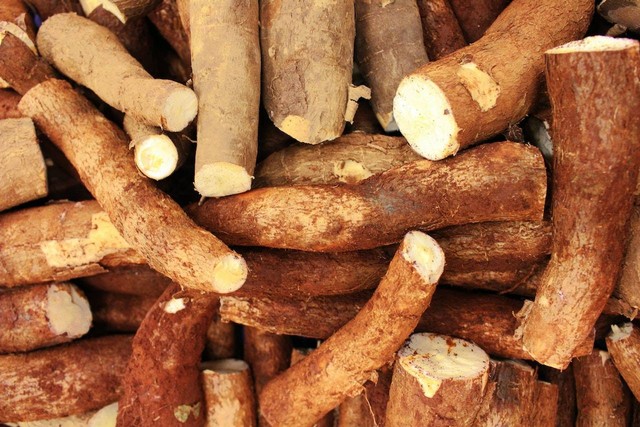 Manfaat Tape Singkong bagi Kesehatan Tubuh, https://www.pexels.com/photo/cassava-root-crops-in-close-up-photography-7543161/