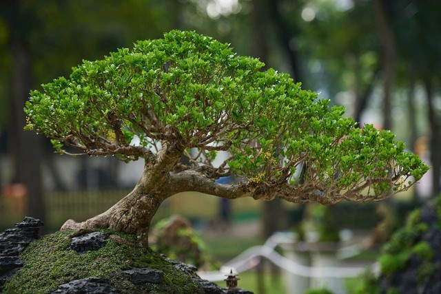 Ilustrasi cara membuat bonsai beringin. Sumber foto: Pexels/Tiểu Bảo Trương.