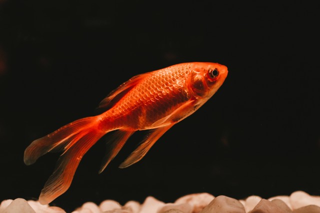 Ilustrasi Umpan Ikan Mas Jitu. Sumber: Unsplash