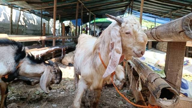 Pedagang hewan kurban di Kebagusan Jakarta Selatan, Sabtu (9/7/2022). Foto: Akbar Maulana/kumparan