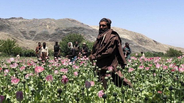 Anggota Taliban memusnahkan tanaman poppy yang bisa dijadikan heroin.