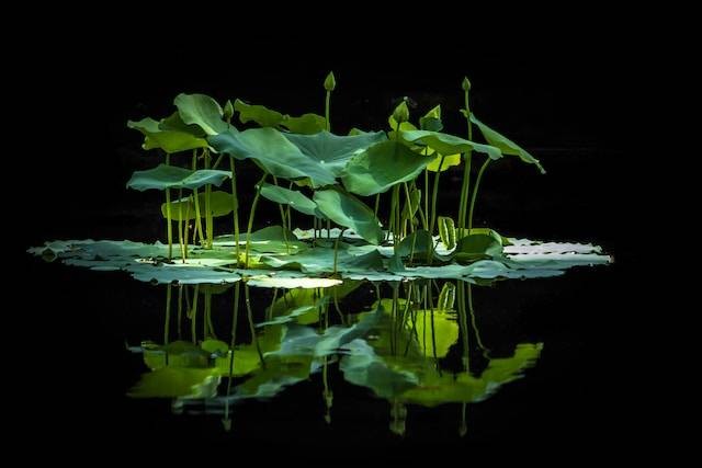Ilustrasi 4 fungsi air bagi tumbuhan. Foto: Unsplash/Alfred Schrock