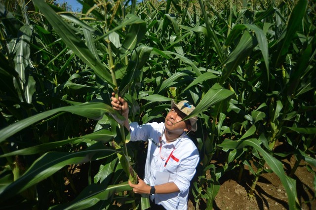 Tanaman jagung yang berasal dari benih hibrida bioteknologi produksi Syngenta Indonesia di Lanud Sutan Sjahrir Padang, Sumatera Barat, Sabtu (10/6/2023). Foto: Dok. Kementan