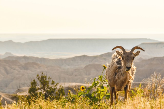 Ilustrasi Manfaat Energi Matahari bagi Hewan. Foto: dok. everett mcintire (Unsplash)