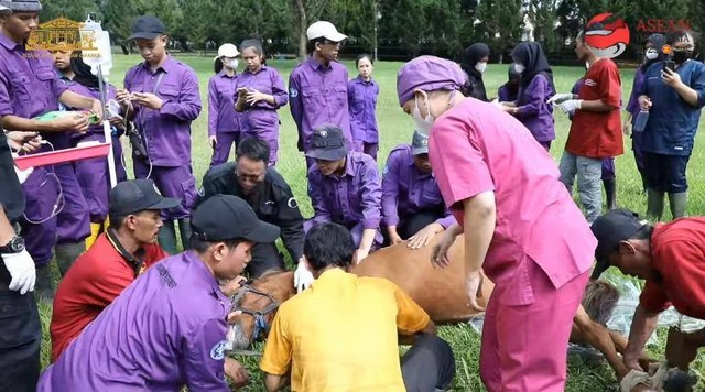 Dosen SKHB IPB dan Mahasiswa SV IPB Lakukan Kastrasi Kuda di Istana Cipanas