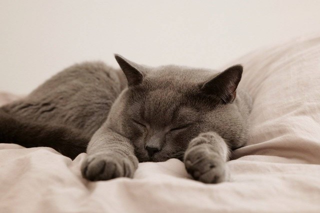 Ilustrasi posisi tidur kucing. Sumber foto: Pixabay