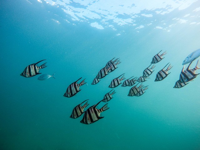 Ilustrasi Jenis Ikan Tiger Barb. Foto: dok. Jeremy Bishop (Unsplash)