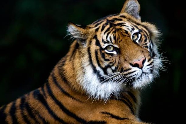 Harimau Sumatera (Panthera tigris sumatrae). Foto: Unsplash.com