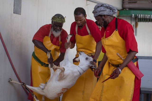 Pekerja bersiap menyembelih kambing untuk pembayaran dam bagi petugas haji yang melakukan haji Tamattu' di rumah potong hewan (RPH) Al Ukaisyah, Makkah, Arab Saudi, Rabu (14/6/2023). Foto: Wahyu Putro A/ANTARA FOTO