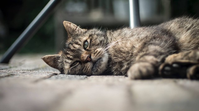 Ilustrasi pyometra pada kucing. Sumber foto: Unsplash