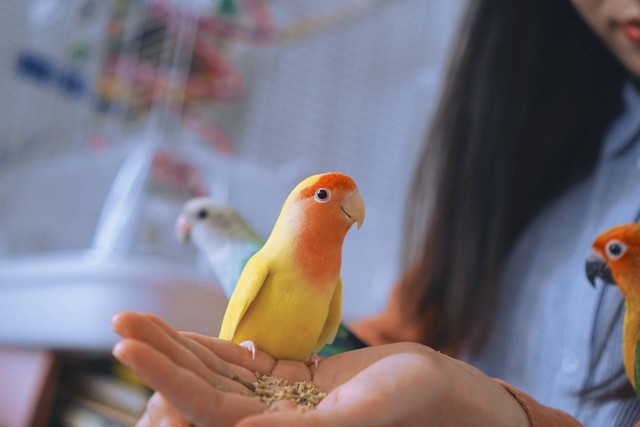 Ilustrasi jenis burung nuri. Sumber foto: Unsplash