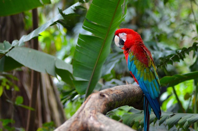 burung beo nias