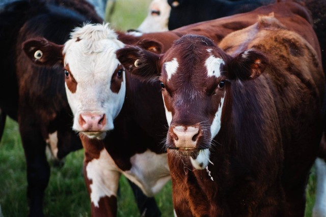 Ilustrasi Pengertian Qurban. Foto: Pexels.