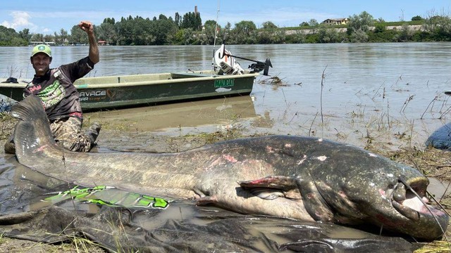 Pria bernama Alessandro Biancardi asal Italia berhasil menangkap lele wels raksasa sepanjang 2,85 meter. Foto: Alessandro Biancardi/Instagram