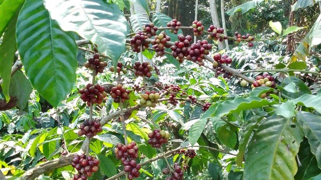 Kopi Arabika Temanggung, Gambar Pribadi