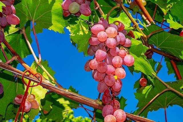 Manfaat Anggur Merah. Sumber: Pixabay/1195798