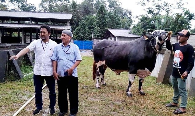 Sapi Milik Peternak Muda Asal Kota Metro Lampung Dibeli Presiden RI Joko Widodo (1)