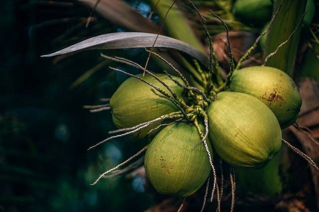 Manfaat Kelapa Hijau. Sumber: [unsplash.com/Nipanan Lifestyle]