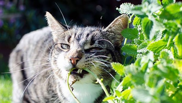 Mengenal Catnip, Tumbuhan Favorit Kucing Dan Manfaatnya | Kumparan.com