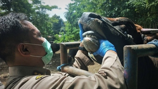 Jelang Iduladha, Karantina Pertanian Gorontalo perketat pengawasan lalu lintas hewan ternak ke Kalimantan. Senin (19/6). Foto: Dok istimewa