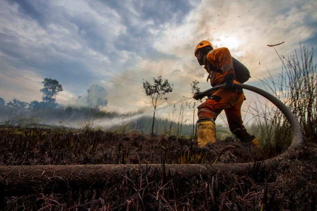 Petugas Badan Penanggulangan Bencana Daerah (BPBD) Kalsel berupaya memadamkan api yang membakar lahan gambut di Landasan Ulin, Banjarbaru, Kalimantan Selatan, Senin (19/6/2023).  Foto: Bayu Pratama S/ANTARA FOTO