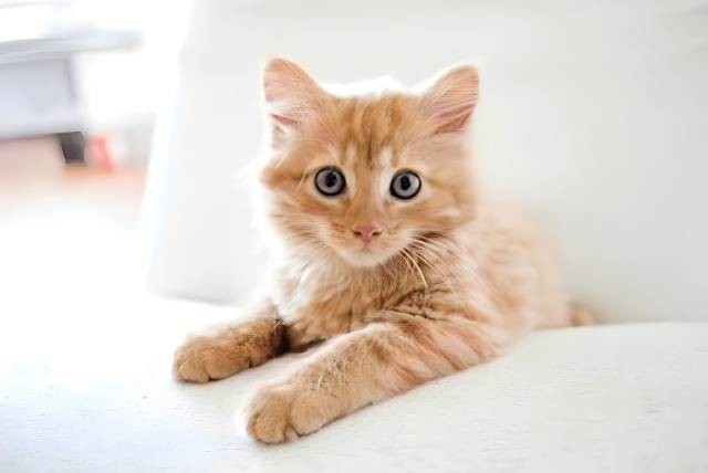 Ilustrasi kucing lucu. Foto: Shutterstock