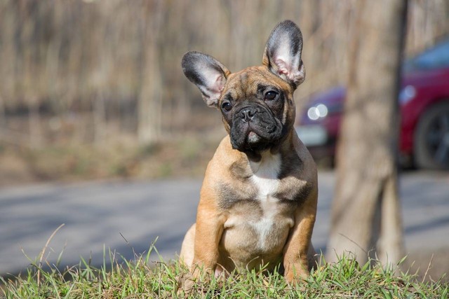 Ilustrasi french Bulldog. Sumber foto: Pixabay