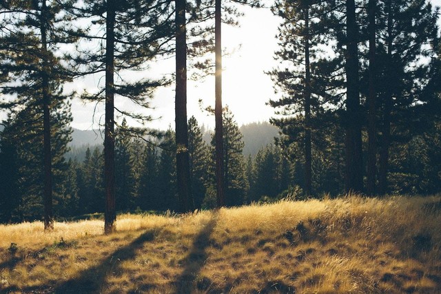 Ilustrasi Mojosemi Park. Sumber: Pexels/Diverse Graphics