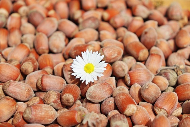 Ilustrasi hazelnut adalah  - Sumber: https://pixabay.com/id/users/k-e-k-u-l-%C3%A9-13670757/