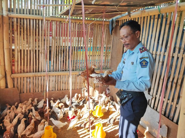 Kalapas Terbuka Lombok Tengah Kanwil Kemenkumham NTB mengecek persiapan panen ayam