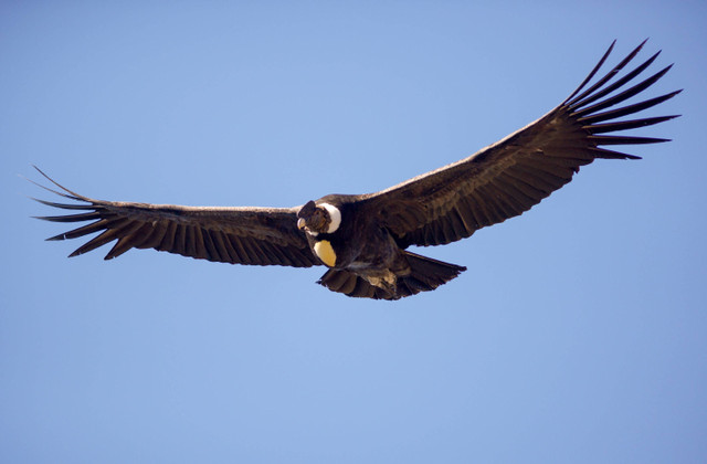 Ilustrasi Burung Murai Batu. Foto: buenaventura/Shutterstock