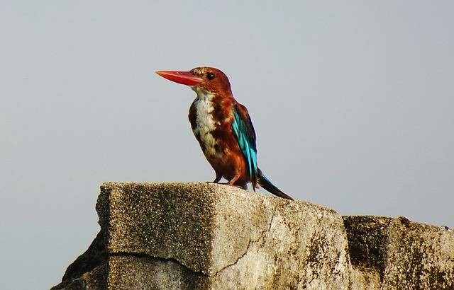 Ilustrasi makanan burung tengkek. Foto: Pixabay