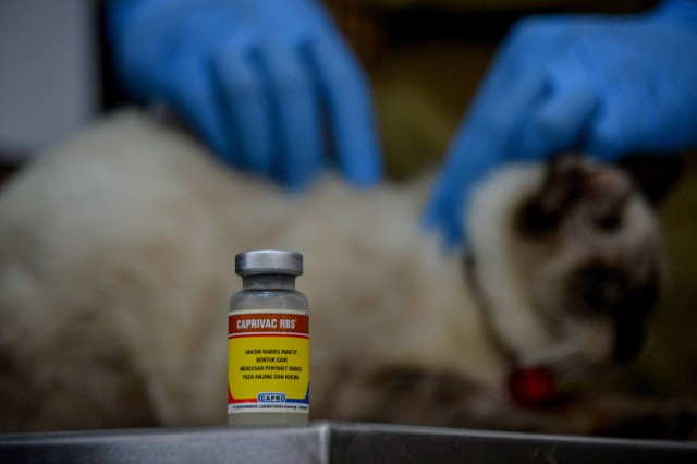 Dokter hewan menyuntikkan vaksin rabies kepada seekor hewan peliharaan di UPTD Klinik Hewan Dinas Ketahanan Pangan dan Pertanian (DKPP) Kota Bandung, Jawa Barat, Selasa (20/62023). Foto: Raisan Al Farisi/Antara Foto