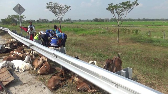 Mobil Pikap yang mengangkut 50 ekor kambing qurban kecelakaan di Tol Ngawi-Solo KM 579/600B Desa Jururejo, Kabupaten Ngawi. Foto: Dok. Istimewa