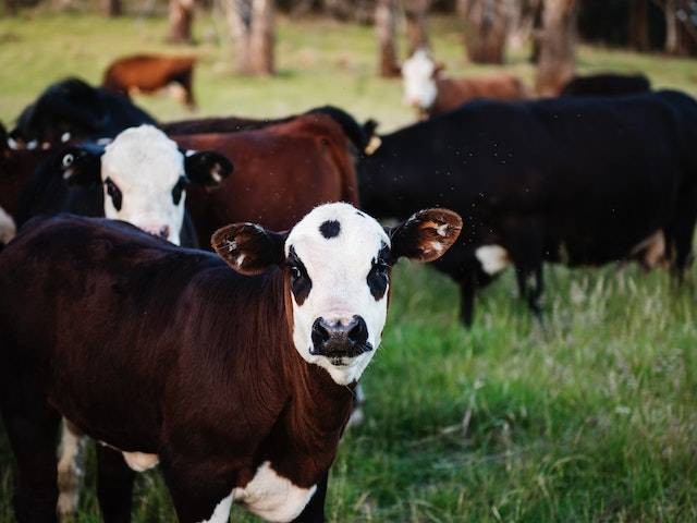 Ilustrasi bolehkah sapi betina untuk kurban. Foto: Pexels. 