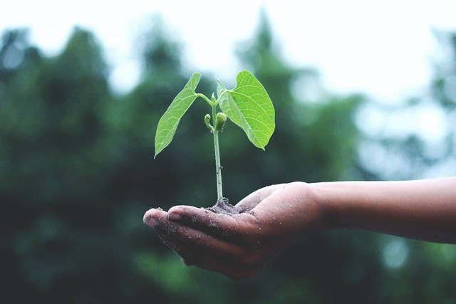 Ilustrasi Green Banking. Foto: Pexels.com/Akil Mazumder
