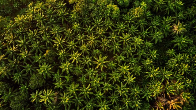 Foto udara kelapa sawit di Banting, Selangor, Malaysia. Foto oleh Ihsan Adityawarman di Pexels: https://www.pexels.com/id-id/foto/fotografi-udara-pohon-1643371/Ihsan Adityawarman