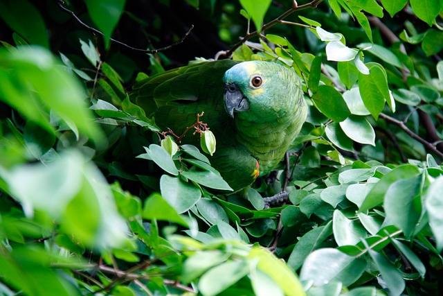 Ilustrasi burung serindit. Foto: Pixabay