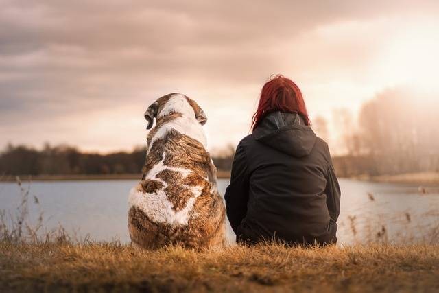 Ilustrasi tanda anjing menyukai kita. Foto: Pixabay