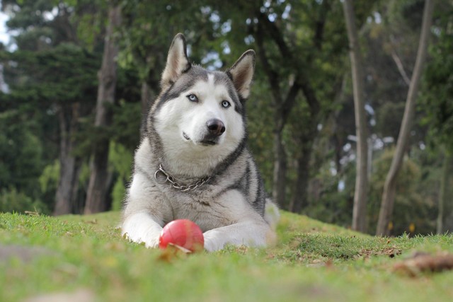 Ilustrasi jenis anjing spitz. Sumber foto: Unsplash