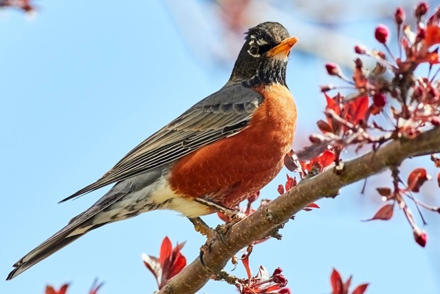 Ilustrasi Jenis Burung Kicauan. Foto: dok. Jongsun Lee (Unsplash)