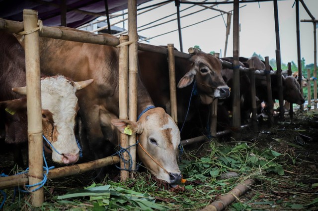 Ilustrasi qurban.  Foto: Jamal Ramadhan/kumparan