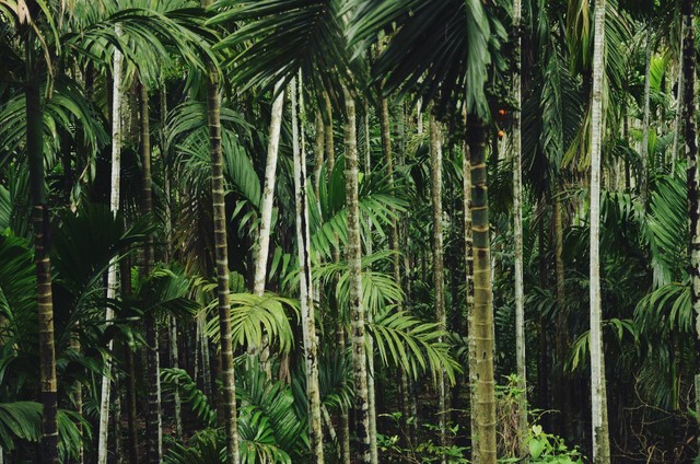 Ilustrasi Ucapan Hari Hutan Hujan Sedunia 2023, sumber foto (Rohit Tandon) by unsplash.com
