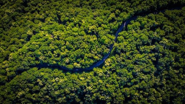 Ilustrasi sejarah Hari Hutan Hujan Sedunia. Foto: Unsplash/Vlad Hilitanu