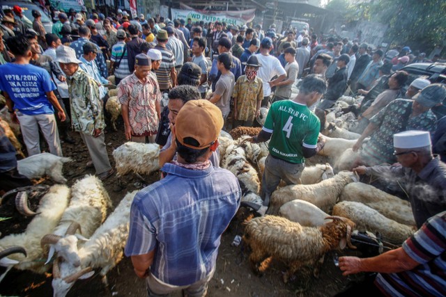 Pedagang menjajakan hewan untuk kurban di Pasar Hewan Jonggol, Kabupaten Bogor, Jawa Barat, Kamis (22/6/2023). Foto: Yulius Satria Wijaya/Antara Foto