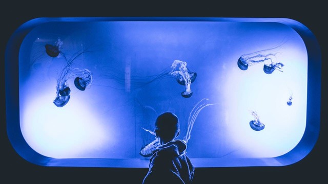 Ilustrasi harga tiket masuk Jakarta Aquarium Juni 2023. Sumber: Pexels/Jeswin Thoma